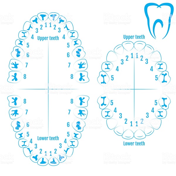 răng khôn là răng số mấy, răng khôn hàm trên là răng số mấy, răng khôn là răng số bao nhiêu, răng khôn là răng thứ mấy