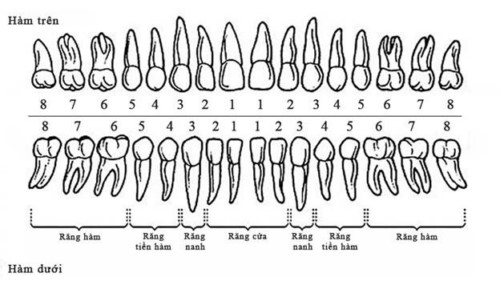 Cách đếm số răng