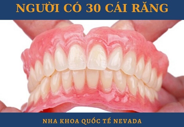 người có 30 chiếc răng, người có 30 cái răng
