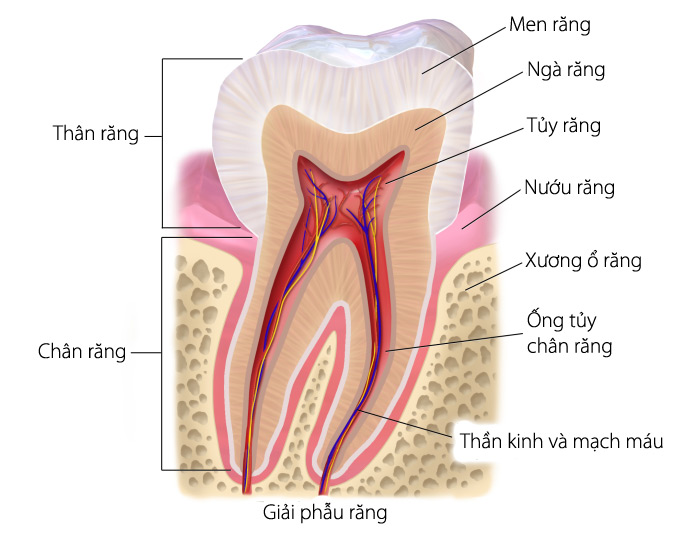 cách điều trị viêm chóp răng, viêm chóp răng triệu chứng, viêm chóp răng có mủ, viêm chóp răng là gì, viêm quanh chóp răng, viêm quanh chóp răng mãn tính, chữa viêm chóp răng, viêm chóp chân răng, viêm quanh chóp chân răng, bệnh viêm quanh chóp răng, phác đồ điều trị viêm quanh chóp răng, bị viêm chóp chân răng